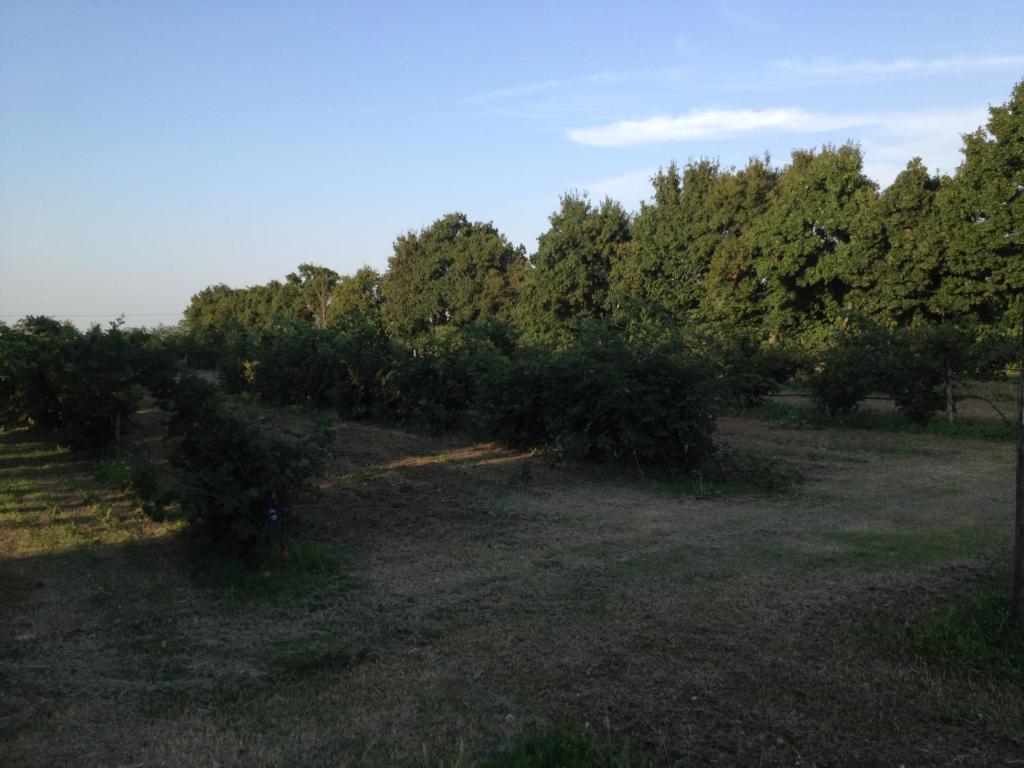 Societa Agricola Le More Agriturismo La Dondina Budrio  Εξωτερικό φωτογραφία